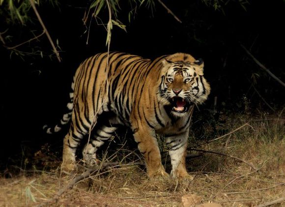 【班达伽虎王战记】第25集:路遥知马力,维伦已上路!