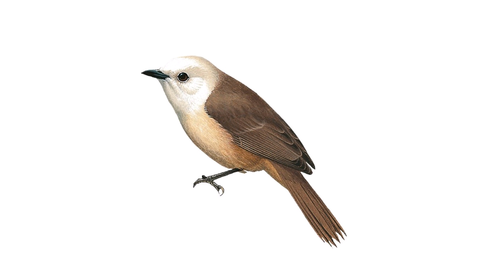 普遍的新西兰鸟在自然森林里 库存图片. 图片 包括有 å½åœ°, ä¾§, æ‘„å½±, åžÿé‡ž - 47460993