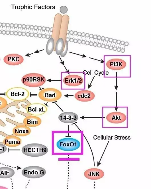 530_661竖版 竖屏