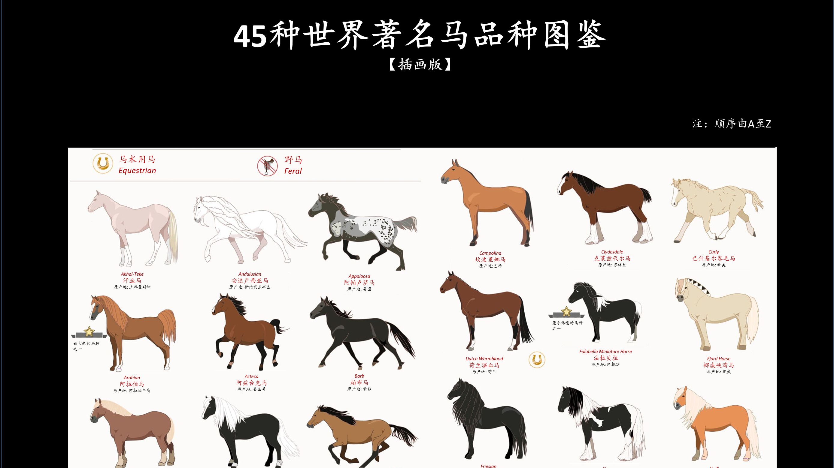 45种世界著名马品种图鉴 插画版 哔哩哔哩