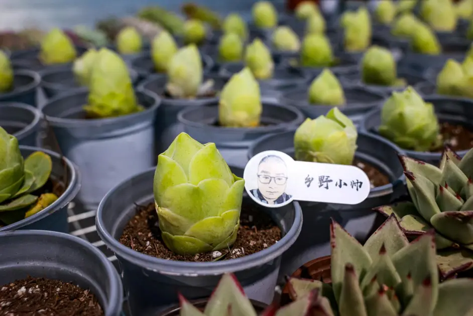 美肉来了 都说多肉夏天没状态 小帅选的新品却个个颜色惊艳 哔哩哔哩 美肉来了 都说多肉夏天没状态 小帅选的新品却个个颜色惊艳 哔哩哔哩
