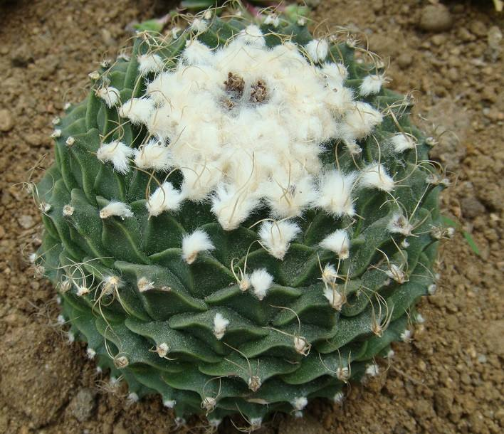 真实の多肉期15仙人掌们的照顾方式5