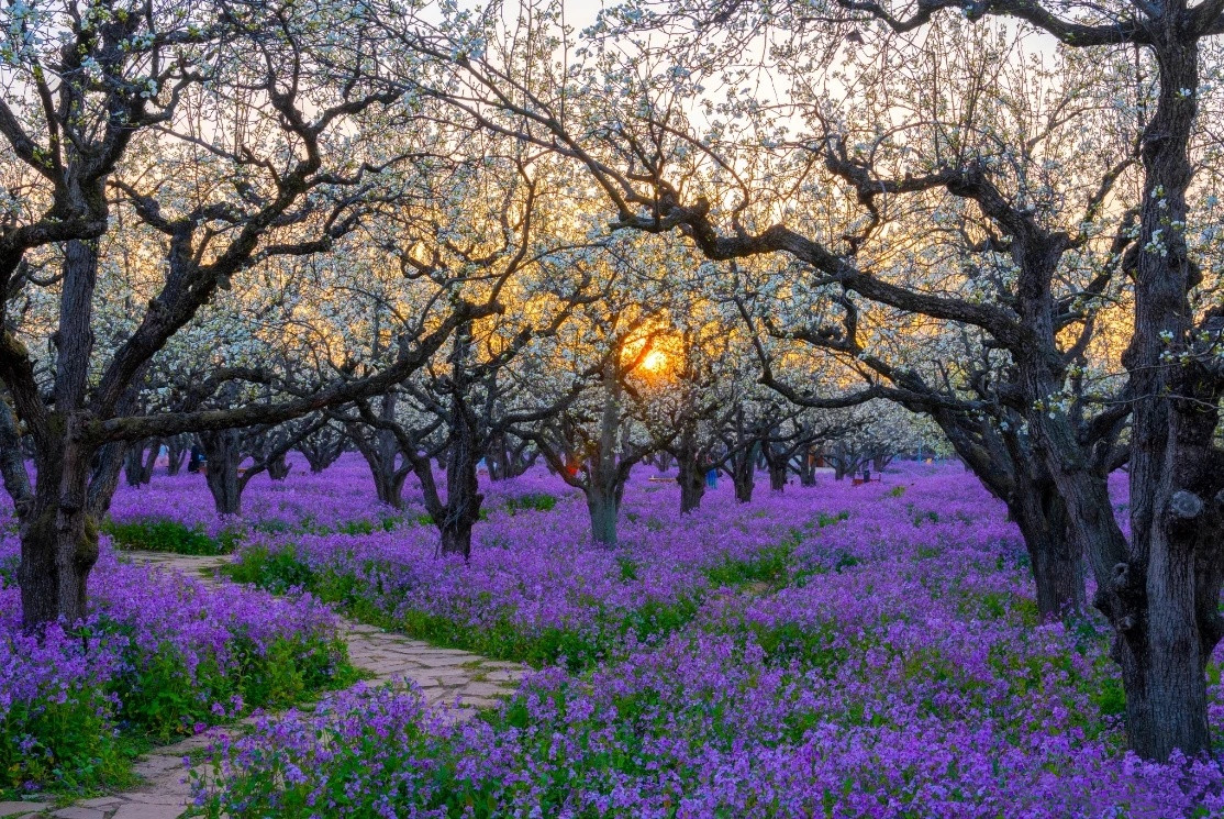 清明去哪里,宿迁三台山梨兰会惊艳来袭