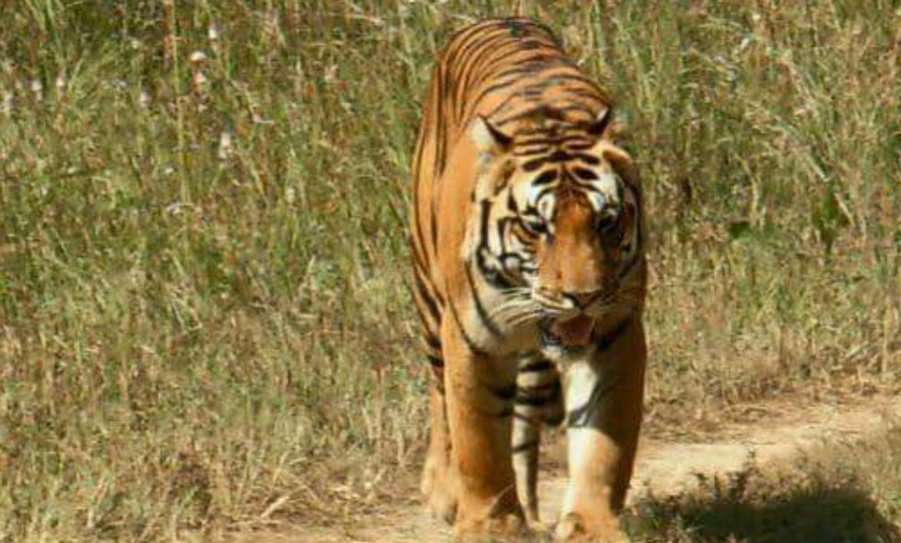 早年的穆拉 父亲老凯斯里雄虎被另一只入侵雄虎孔达杀死 穆拉的母亲只