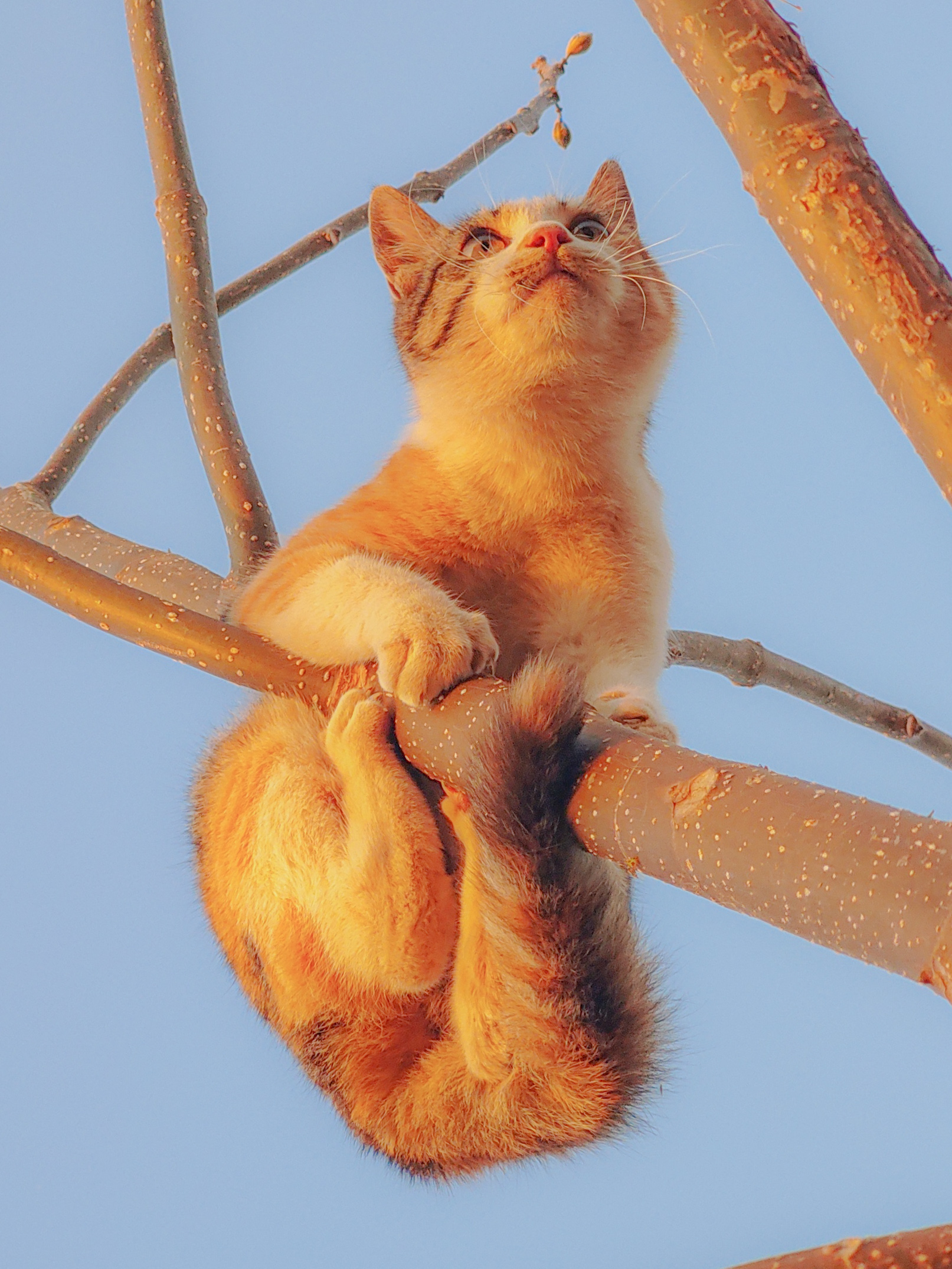 壁纸 毛茸茸的小猫爬树 1920x1200 HD 高清壁纸, 图片, 照片