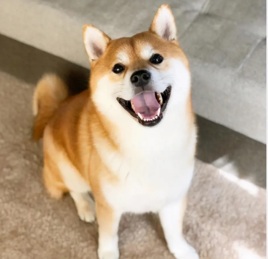 柴犬最大能长多大 受限狗令约束吗 哔哩哔哩