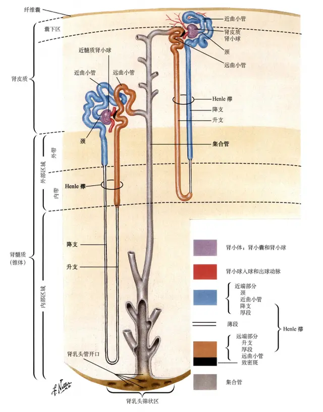 肾小叶的组成是什么图片