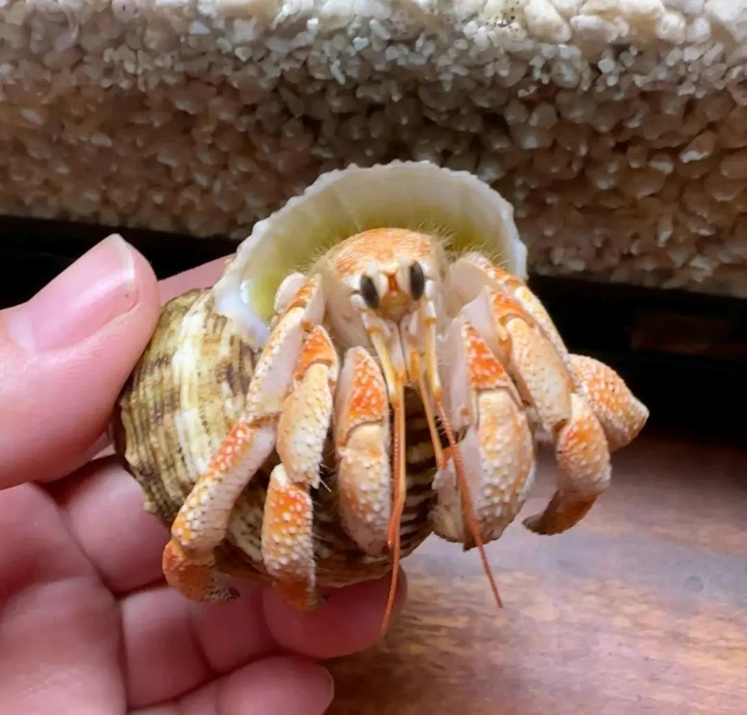 陆寄居蟹最简品种分辨12:草莓寄居蟹