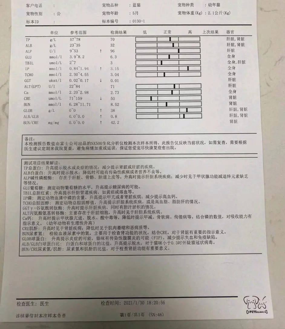 猫传腹真的能治愈，但丁打441一个月后痊愈了- 哔哩哔哩