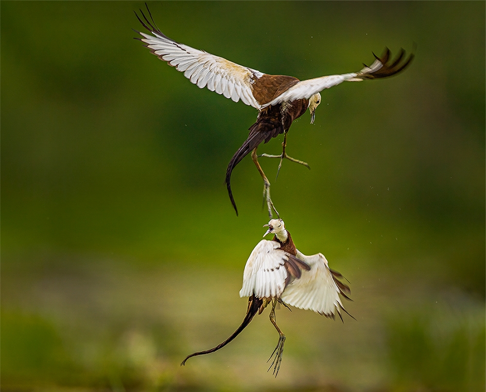"生命·律动"鸟类行为主题摄影比赛奖项公布