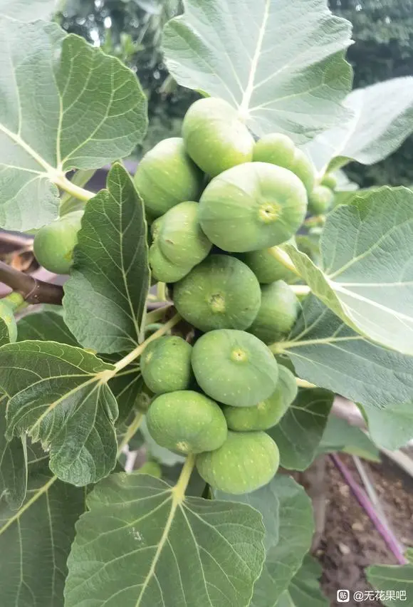 再说福建白蜜无花果
