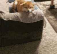 飞机柴犬简直就是太幸福了飞机柴犬作为小编的我不能被拆穿好想要只