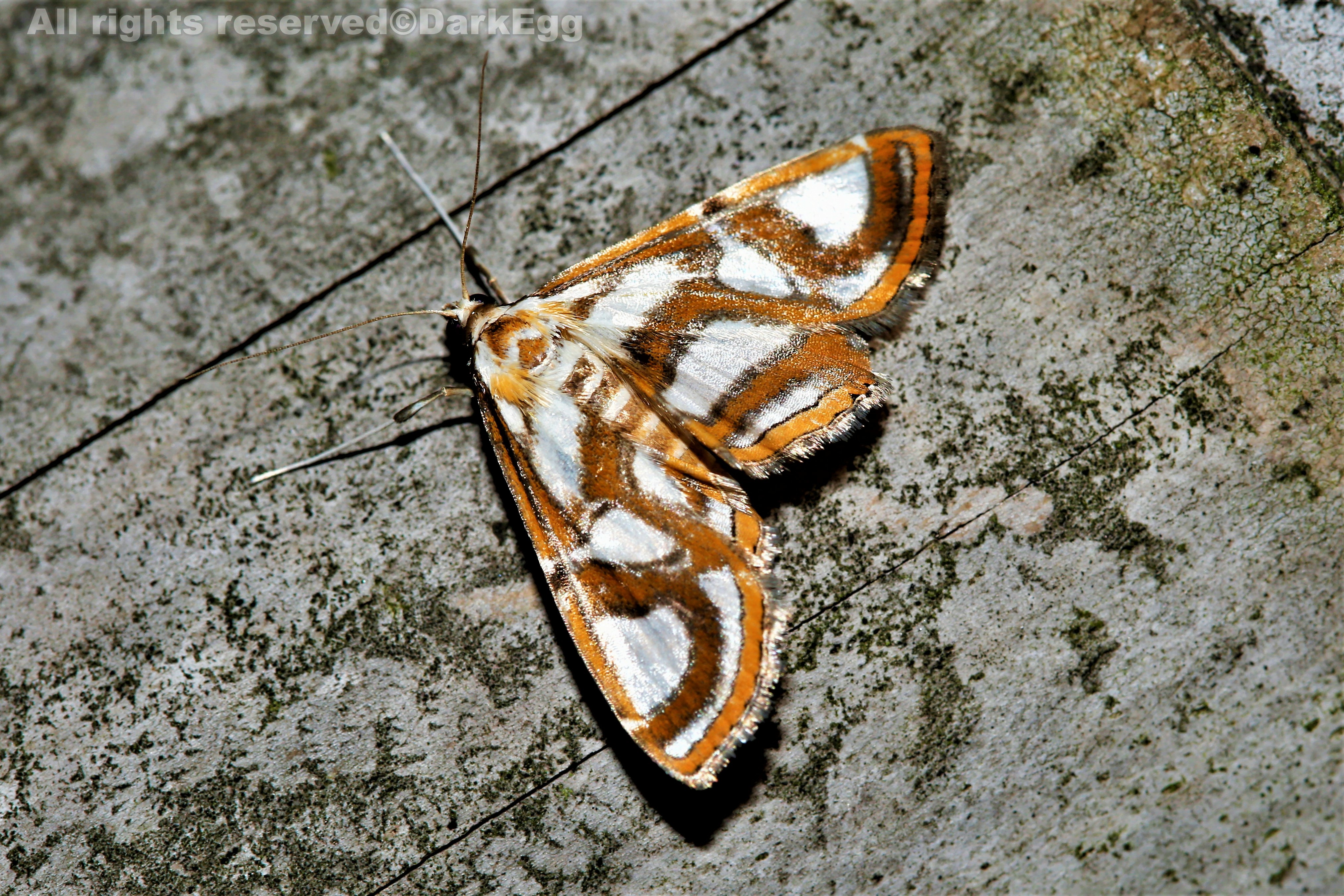 西南虫记叙永画稿溪20180908三