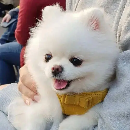 qq头像萌宠可爱图片 大量最萌最可爱的萌宠头像图片合集