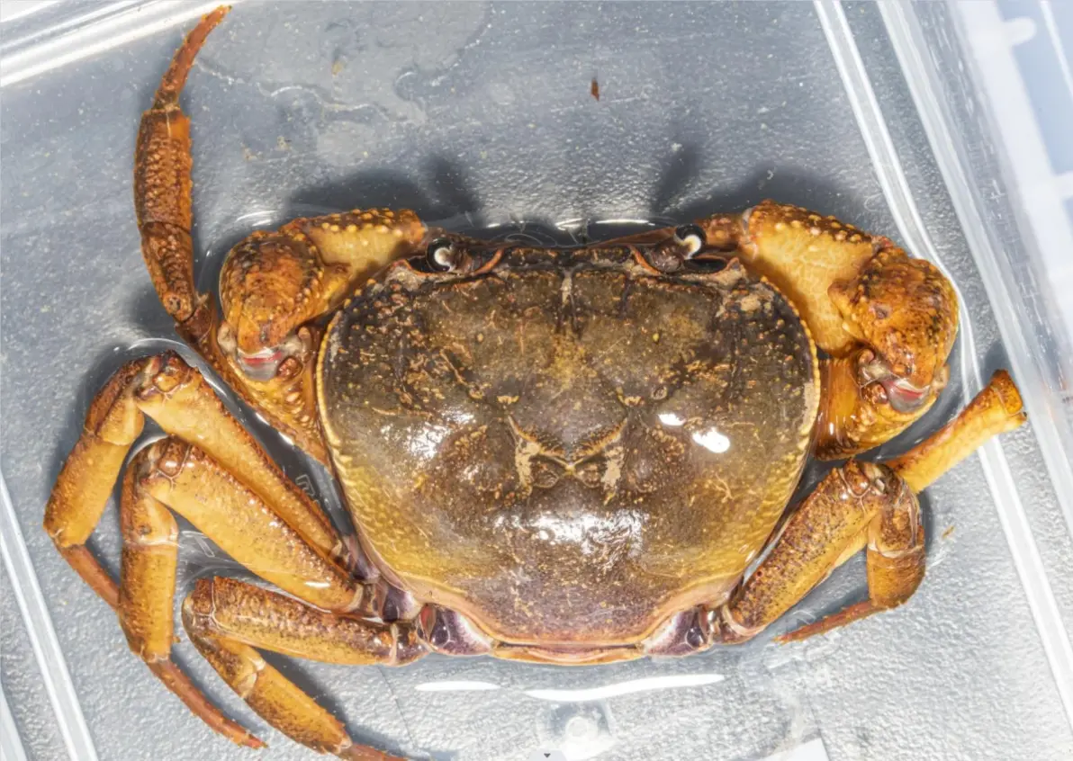 2023年新描述的淡水蟹种类1 溪蟹科potamidae