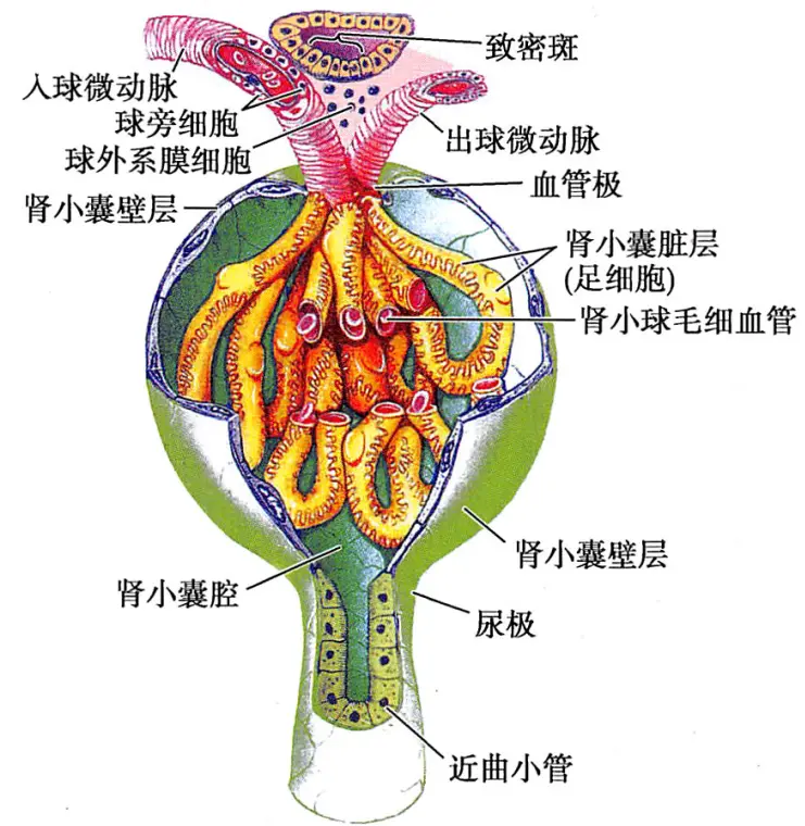 一、肾脏结构、功能的概述