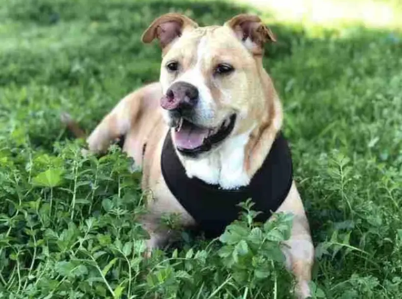 比特犬身患鼻癌 寄宿收容所4年无人问津 男子却见它1小时就收养 哔哩哔哩