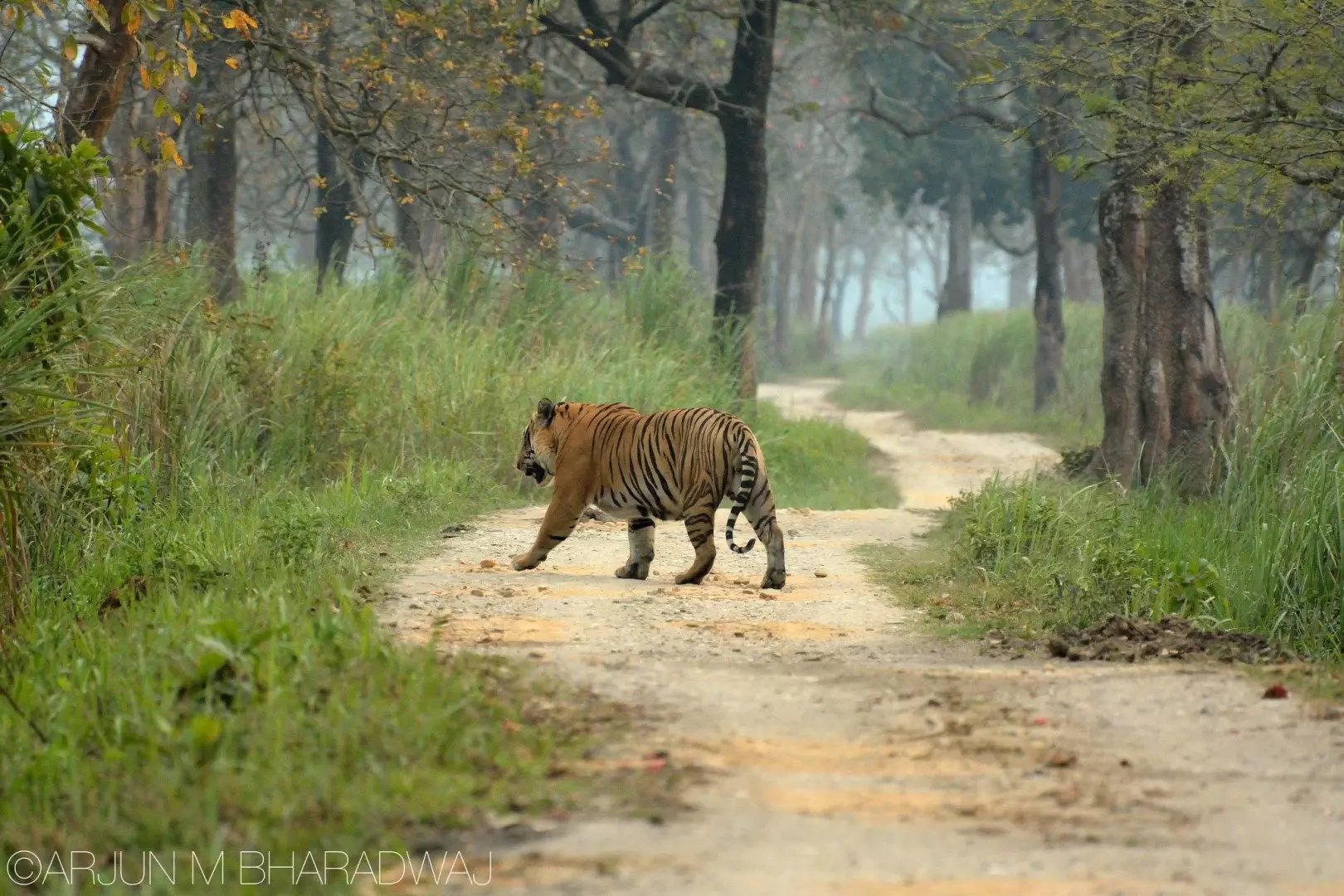 卡齐兰加的老虎图集领略下全世界最大的野生大猫种群下