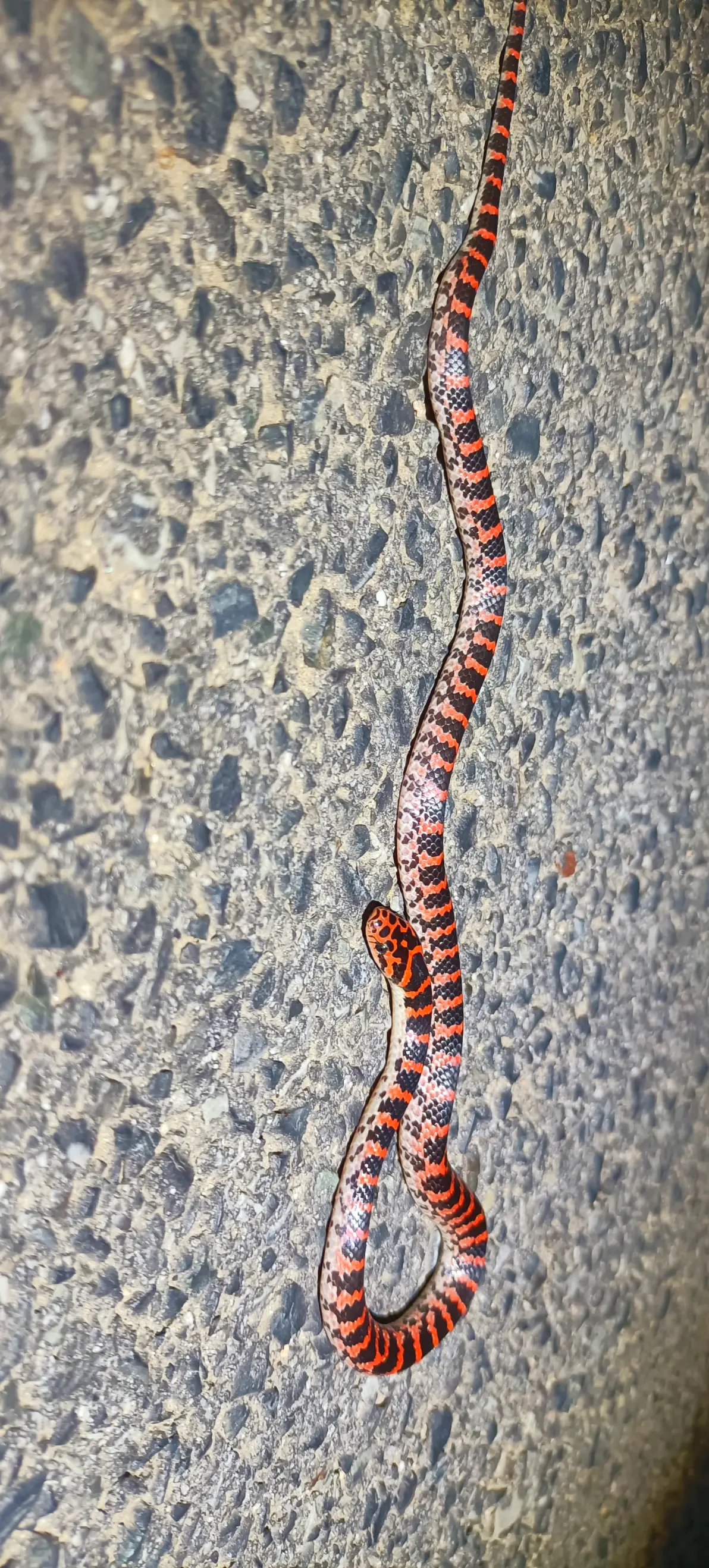 长岛蝮饲养记录