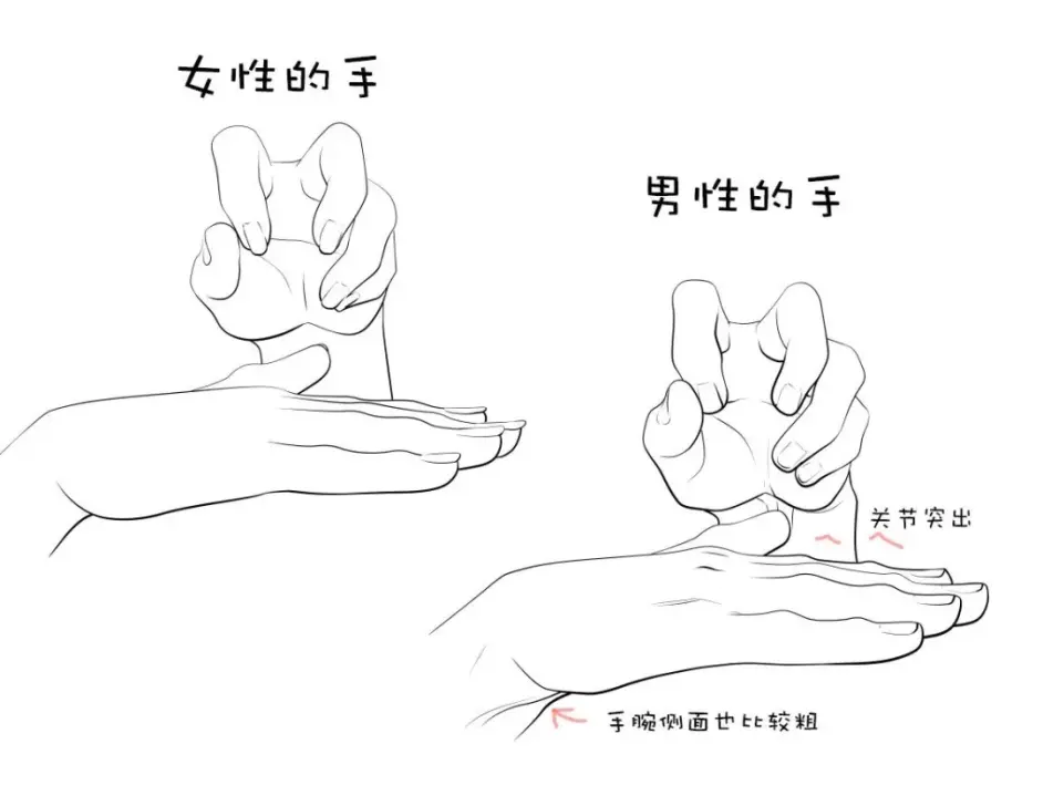 如何区分男性和女性的手 哔哩哔哩