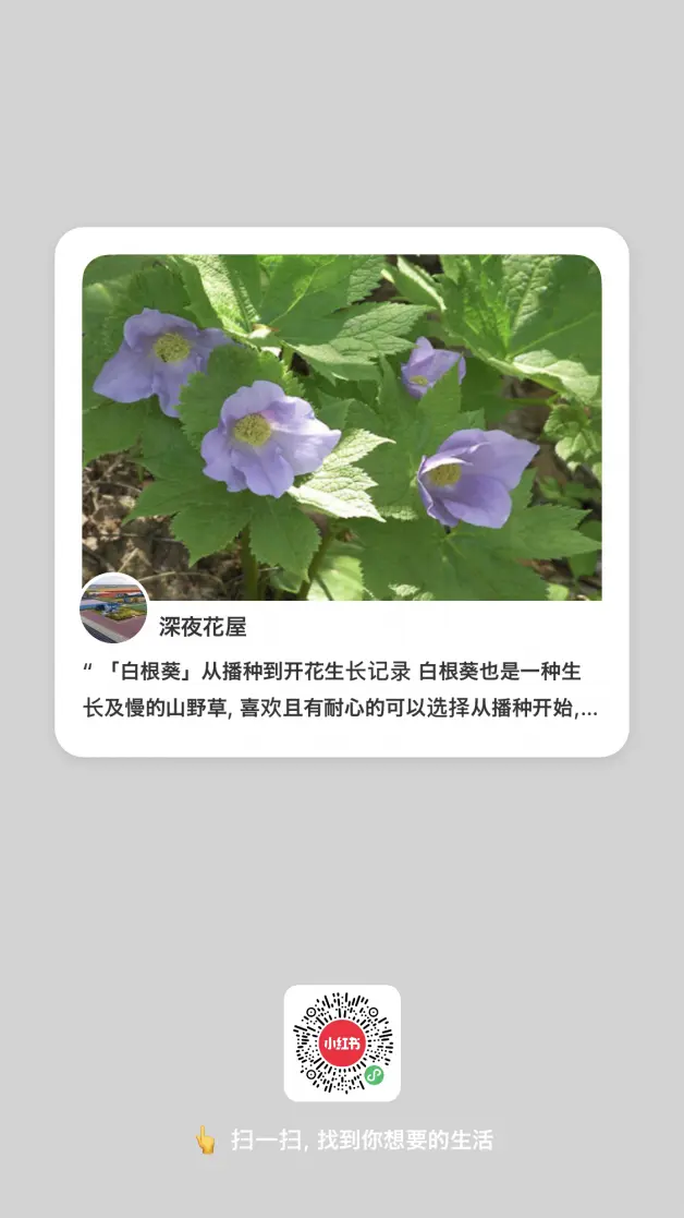 白根葵 从播种到开花生长记录 哔哩哔哩 白根葵 从播种到开花生长记录 哔哩哔哩