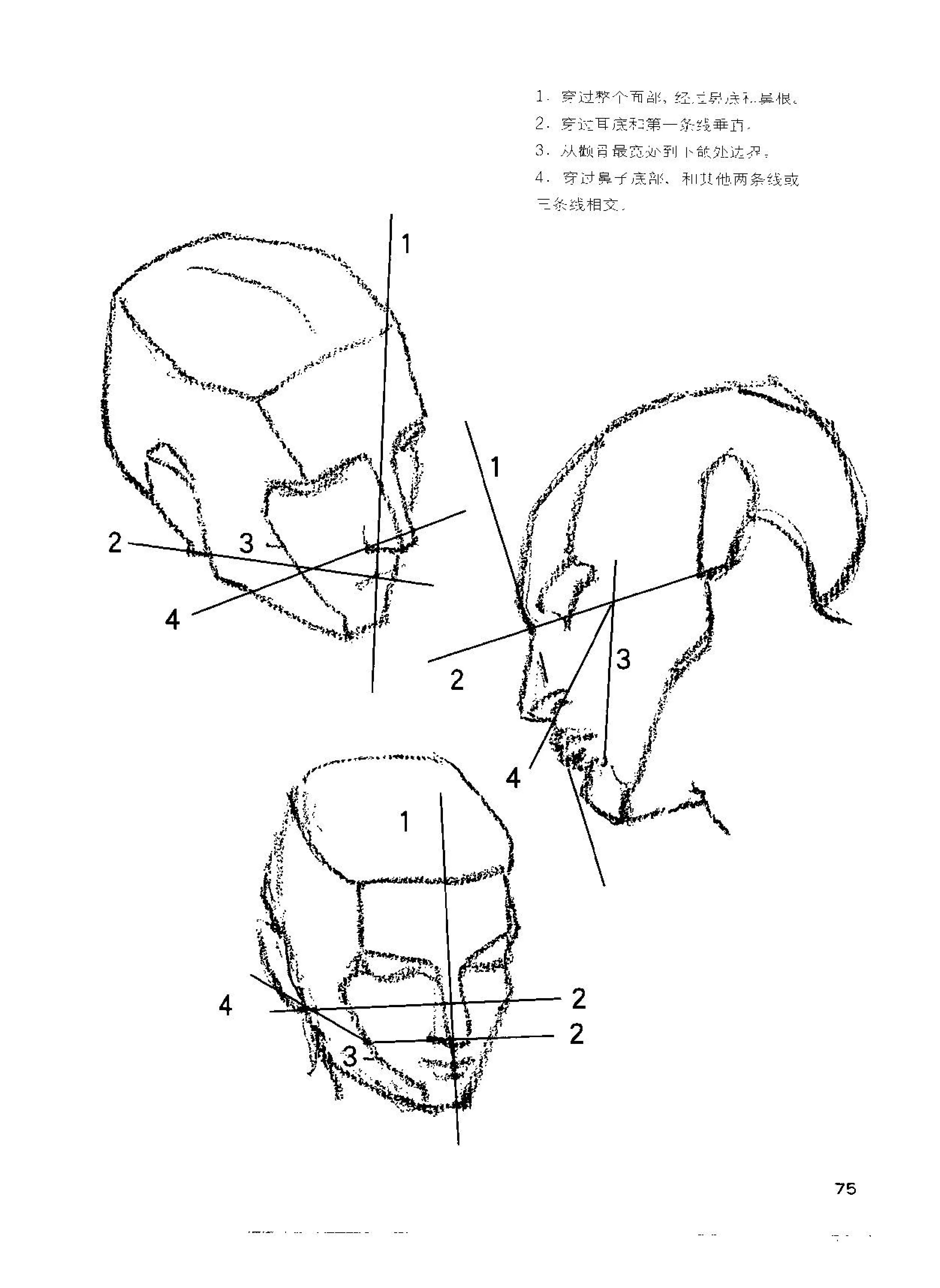 伯里曼人头图片