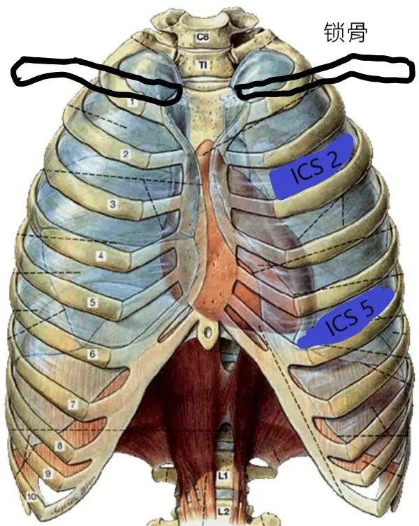 心脏位于胸腔偏左,第二至第五肋间隙,被胸骨笼保护