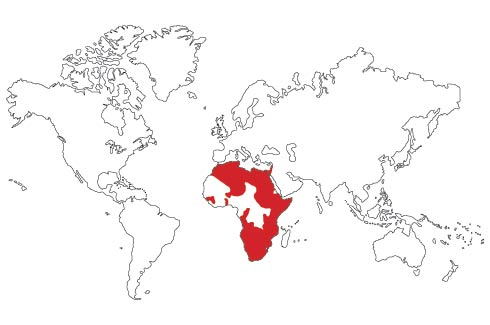 【其它生物】避日目(Solifugae)简介与里海盔日蛛(Galeodes caspius)荧光观察 哔哩哔哩