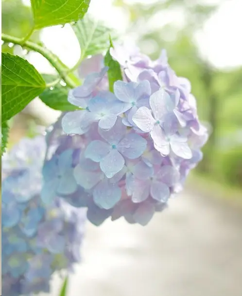 蓝妖 快要立秋了 这6种花不要再修剪 小心没花开 哔哩哔哩 蓝妖 快要立秋了 这6种花不要再修剪 小心没花开 哔哩哔哩