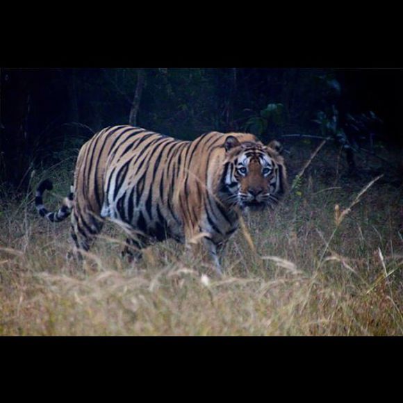 【班达伽虎王战记】第25集:路遥知马力,维伦已上路!