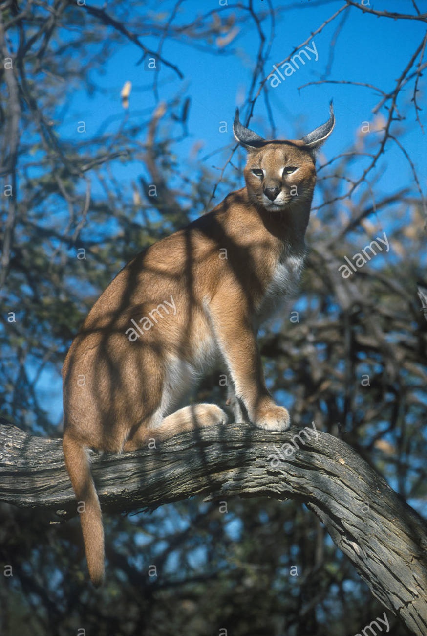 一只蹲在树干上的非洲狞猫(caracal caracal)