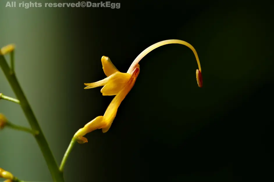 西南虫记 屏山 龙华镇 上 哔哩哔哩