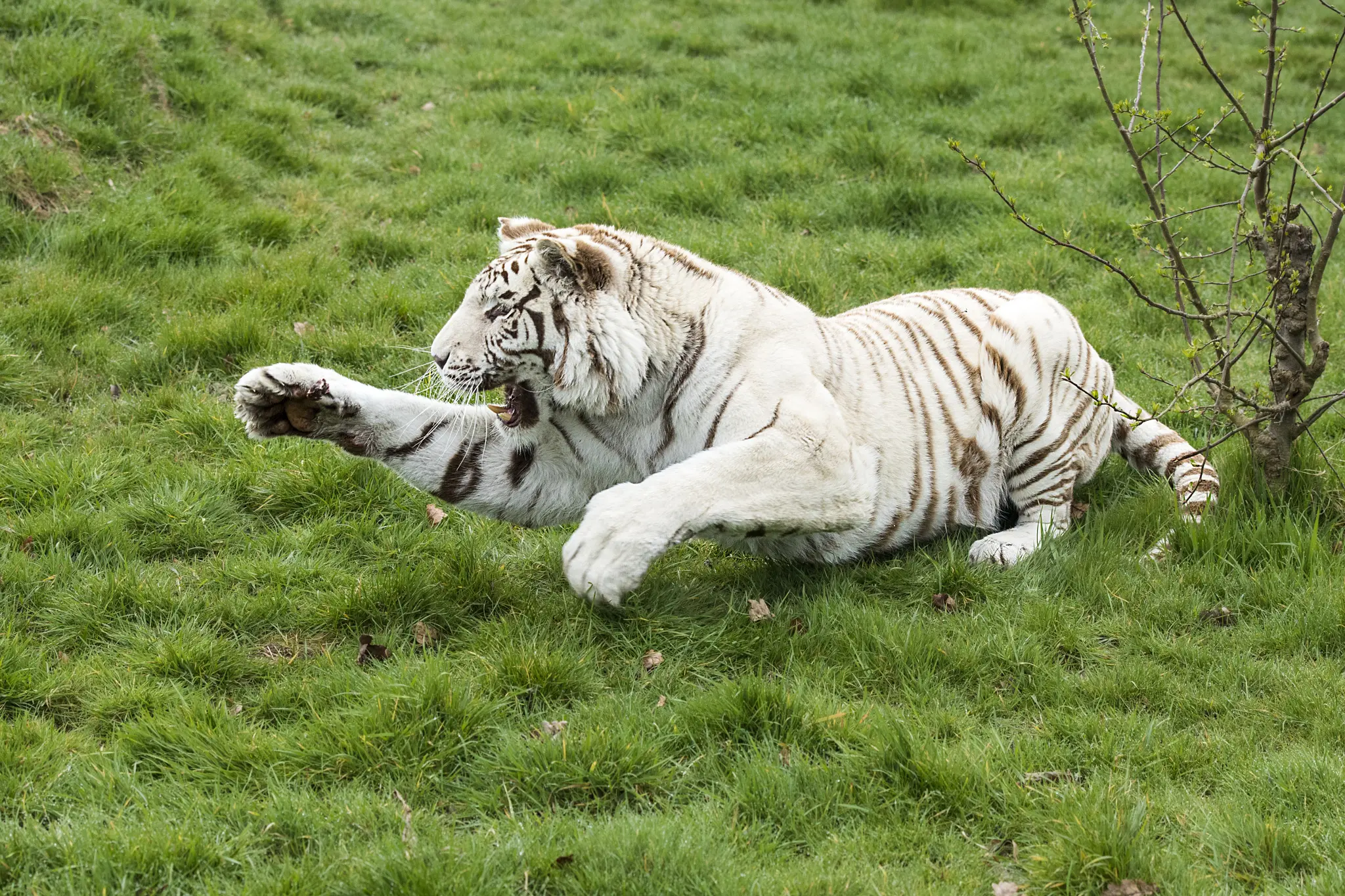 老虎摄影合集2,(淘宝素材) - 哔哩哔哩