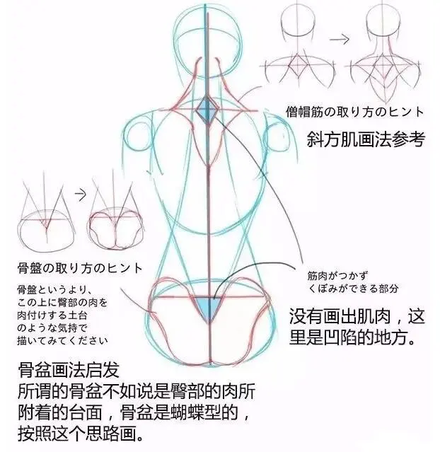 绘画 男女背部的差异画法大全 哔哩哔哩