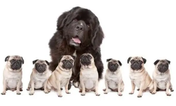 狗狗的由来 哔哩哔哩