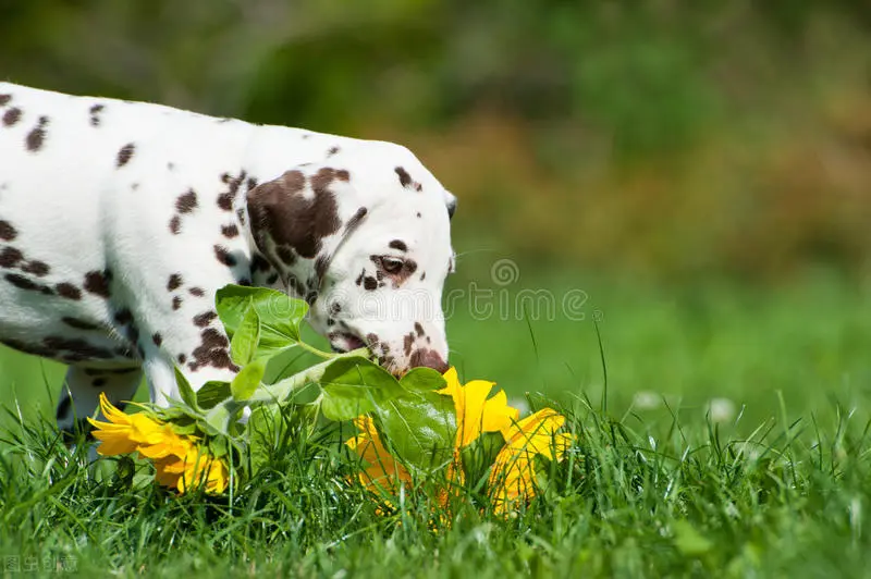被公认为最优雅的品种之一的斑点狗 大麦町犬的科普小知识全在这 哔哩哔哩