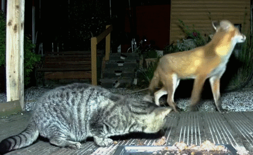 1987夜狸猫事件未解之谜:一夜之间离奇消失的村庄 - 哔哩哔哩