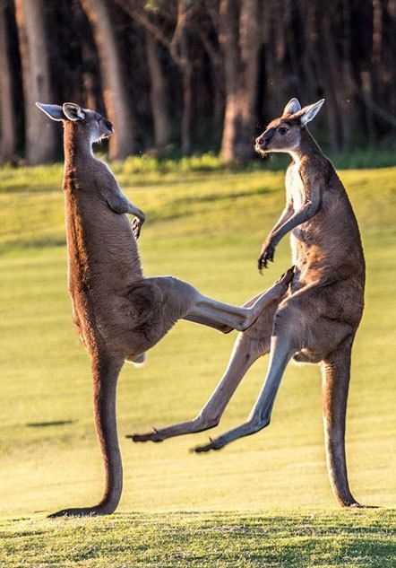 《奇葩动物欢乐多》(1)袋鼠kangaroo