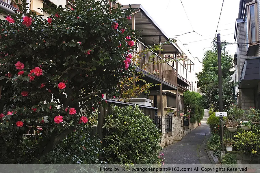 天冬草木日志 茶梅 不是山茶花也很可爱 哔哩哔哩