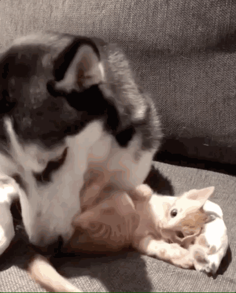 480_595竖版 竖屏gif 动态图 动图