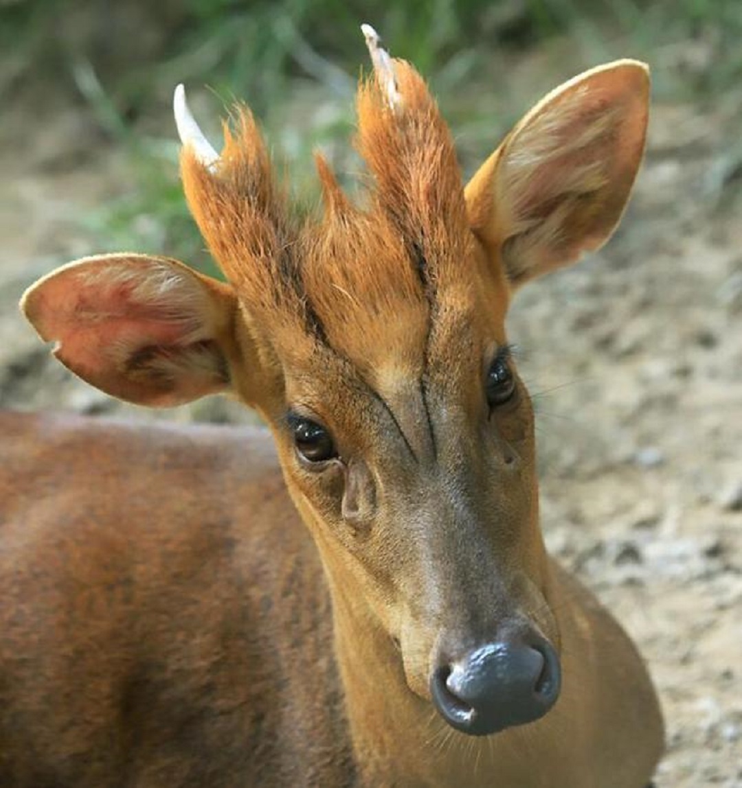 余杭首次发现"隐秘生物"黑麂,发型帅,胆很小
