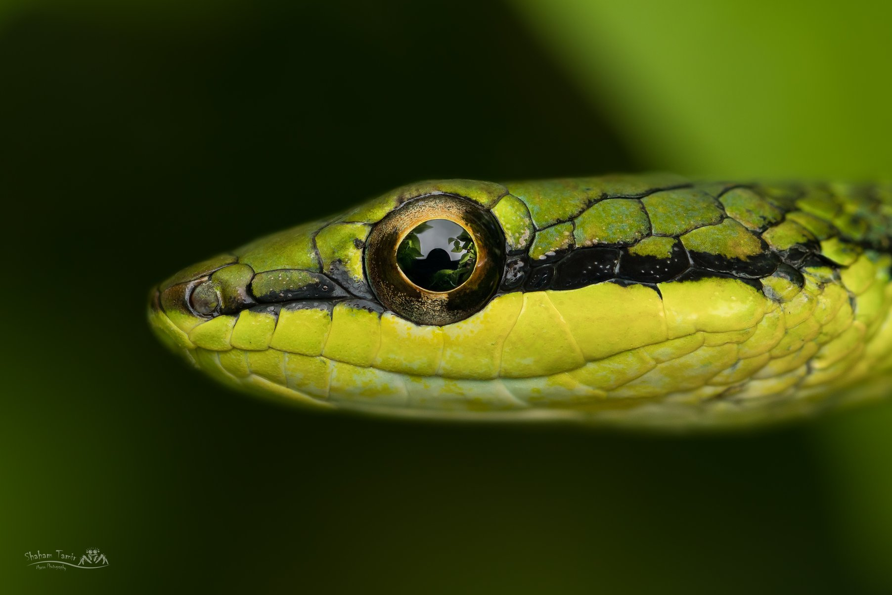 成都生物所发现过树蛇属一新种——沃氏过树蛇----中国科学院成都生物研究所