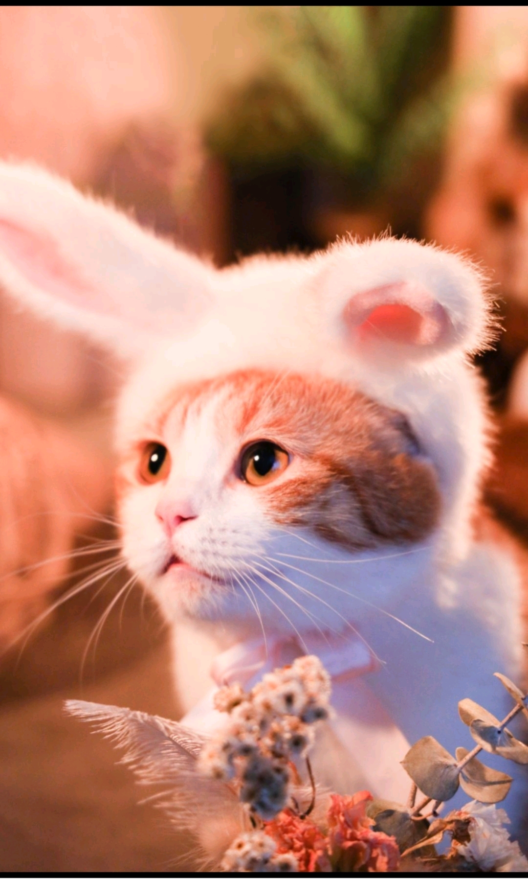 花花与三猫大派送