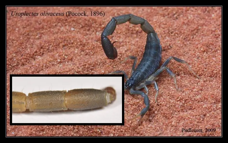 属级专题 织尾蝎属 Uroplectes 简介 分类学及已知种和图鉴 哔哩哔哩