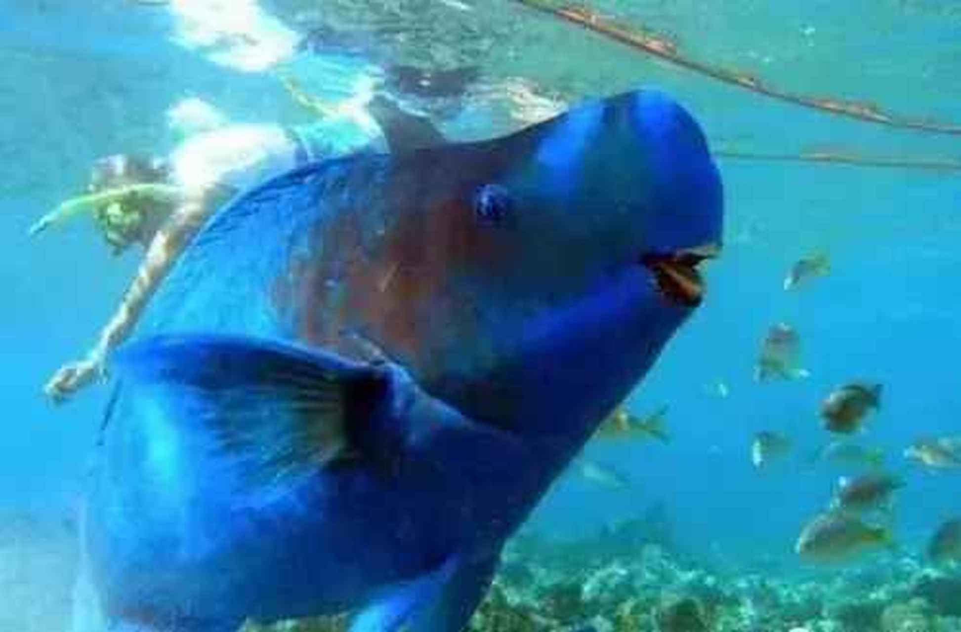 鹦鹉鱼热带鱼养殖饲养技术 - 知乎