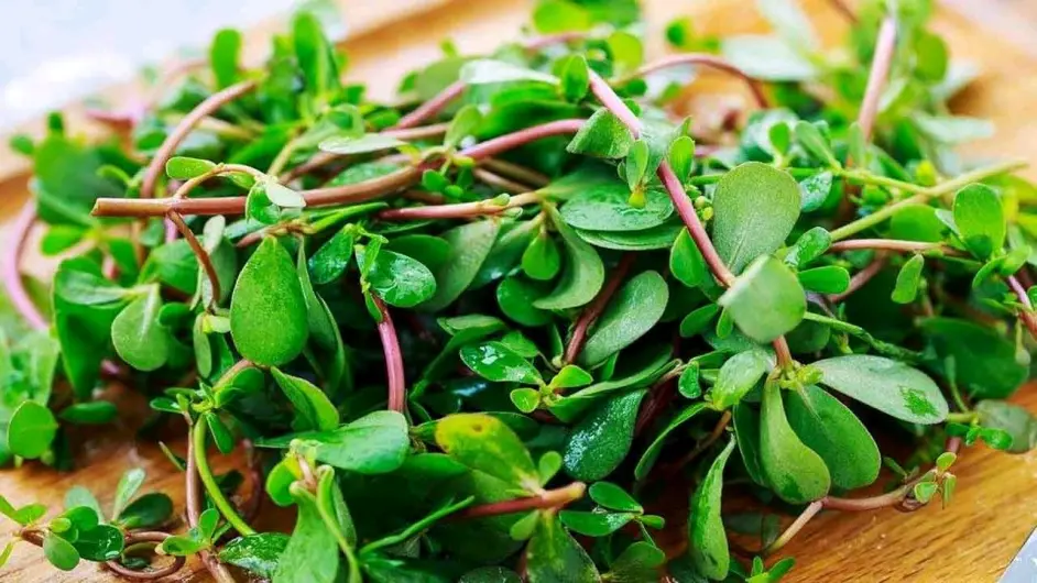 既能入菜又能药用的野菜 马齿笕和鱼腥草 哔哩哔哩