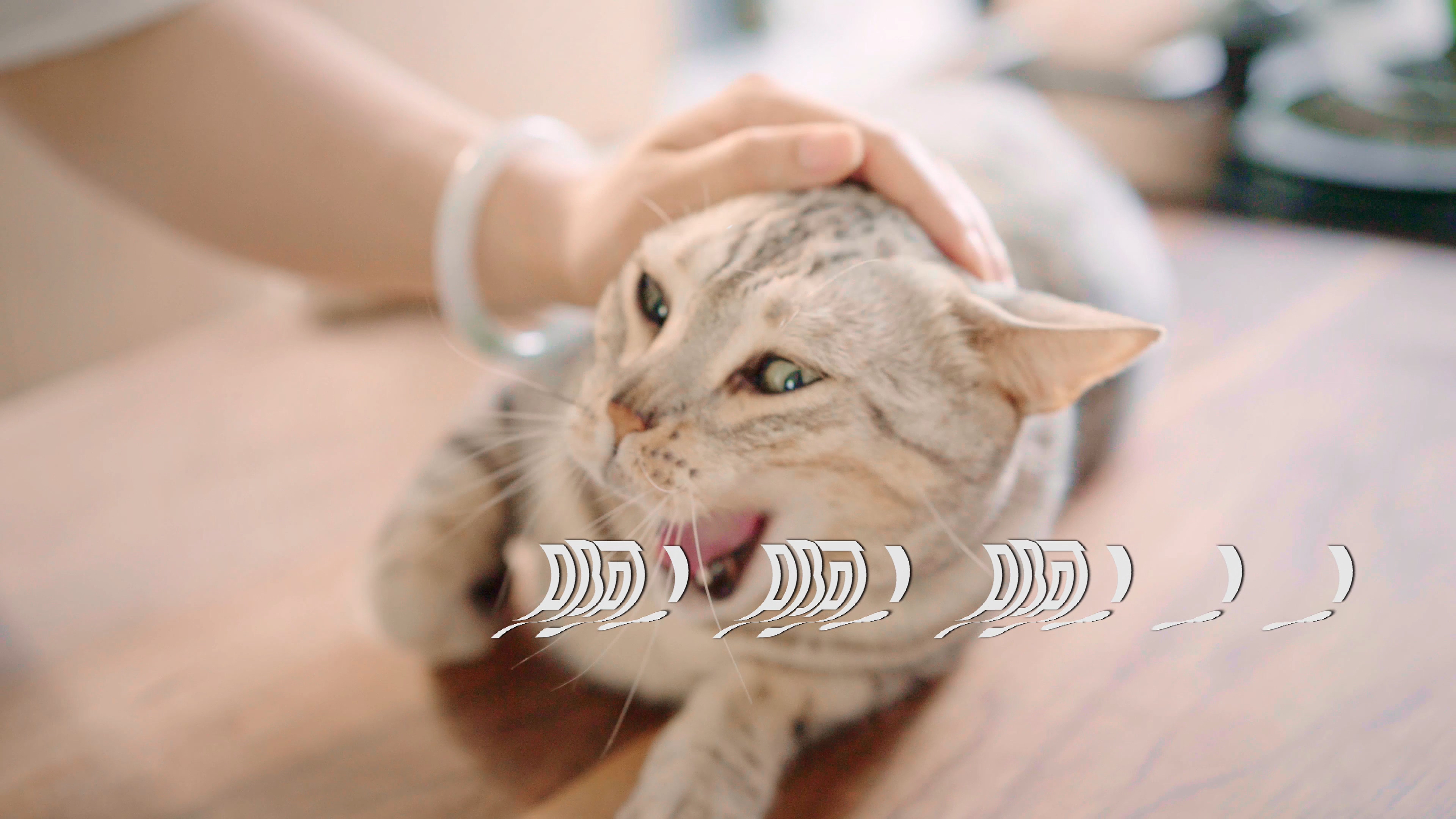 给你们bang出一只小猫 B站