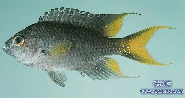 澳大利亚淡水鱼总览 3 哔哩哔哩