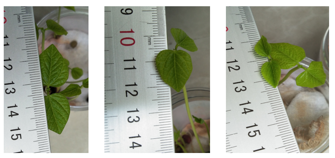 探究烟丝对不同植物种子萌发及生长的影响研究性学习报告高中生物