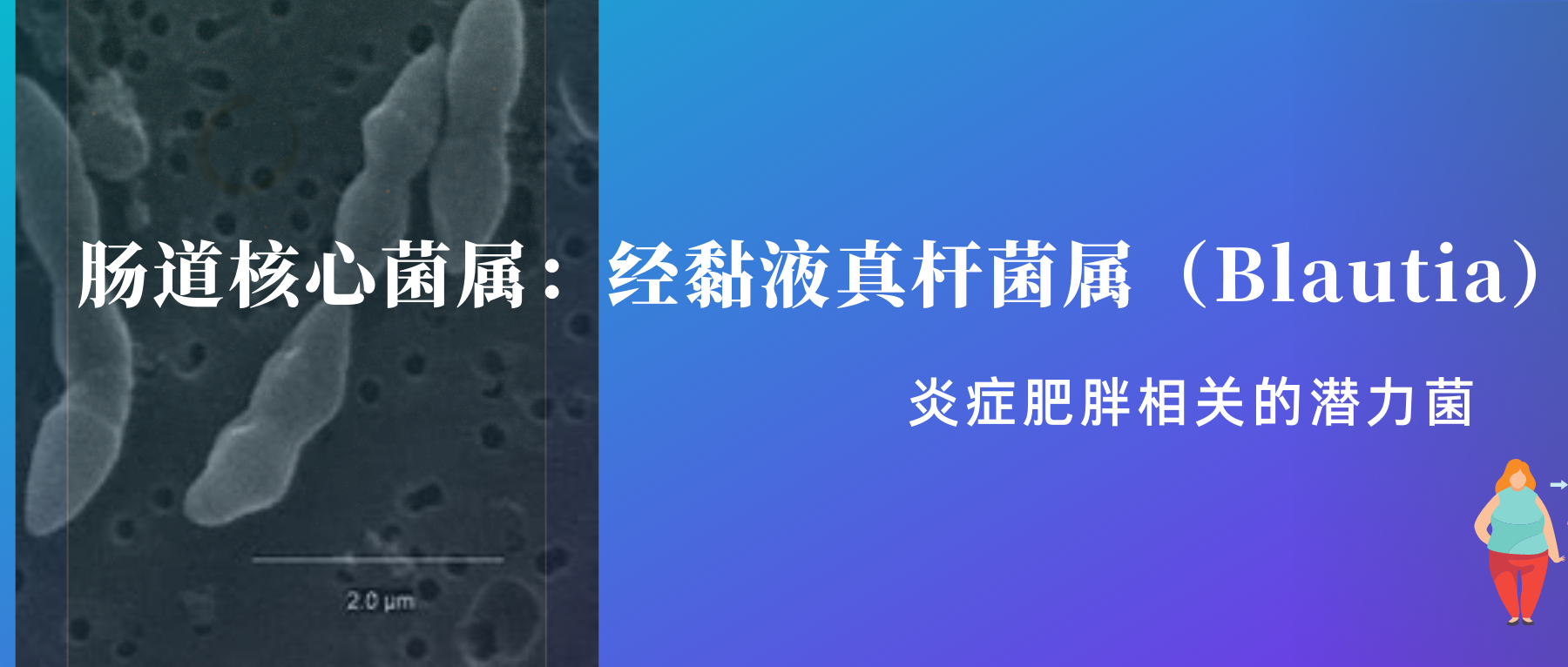 肠道核心菌属——经黏液真杆菌属（Blautia），炎症肥胖相关的潜力菌 哔哩哔哩